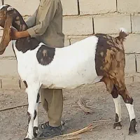 بز پاکستانی لنگه۴ بازدید ریگان الکی مزاحم نشه