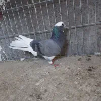 ماده ابلغ سیاه