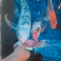 ماهی کوی نژاد دار