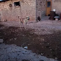 توله پژدر