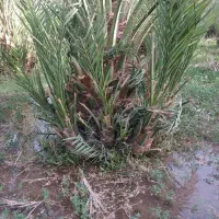 پاجوش نخل خرما مضافتی