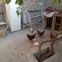 خروس لاری