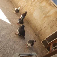 کبوتر