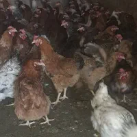 مرغ محلی گلپایگانی تخمگزار
