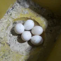 تعدادی پرنده