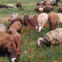 روغن زردگوسفندی درجه یک کوه شاه جهان