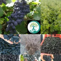 انگور گلدانی و ریشه دار در قروه