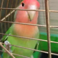 کوتوله برزیلی 4ماهه