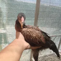 مرغ و خروس لاری