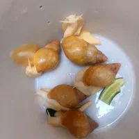 حلزون برای کسب کار و...