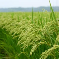 راهنمایی میکنم درباره کشت برنج و باغات میوه