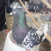 پرنده|پرنده|فورگ, |دیوار