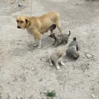 ماده سگ عراقی مناسب توله کشی و نگهبانی