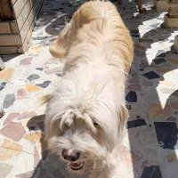 فروشی یا معاوضه با مرغ وخروس