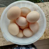 تخم مرغ نطفه دار از نژاد پاپر و گردن لخت