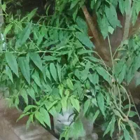 کارگر برای گاوداری شیری ۳باردوش