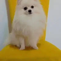 پامرانین پسر ۲ساله ۱کیلو