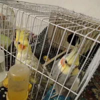 عروس هلندی و مرغ عشق مولد