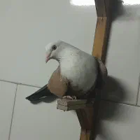 کفتر