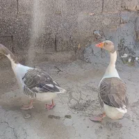 یک جفت غاز