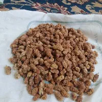 فروش کشته توت