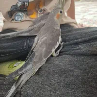 جوجه عروس هلندی سیامون