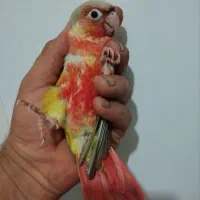 گرینچیک.راهب ‌.ملنگو.