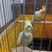 عروس هلندی
