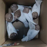 کفتر یا کبوتر قم اصل