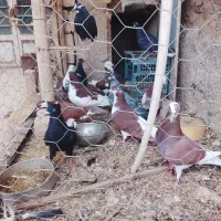 کفتر|پرنده|نیشابور, میدون بار|دیوار