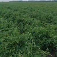 برای سیر به اجاره داده می‌شود نزدیک ۲هگتار هستش