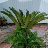 بوته سیکاس