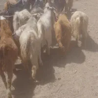 بز نر|حیوانات مزرعه|ملکان, |دیوار
