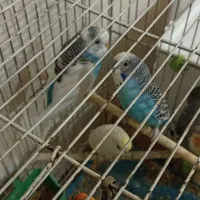 مرغ عشق نر ماده ۳