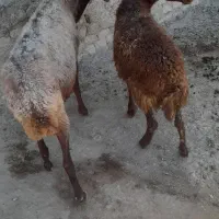 میش  بره نر