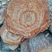 خرید وبرش کاج وچوب
