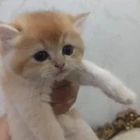بچه گربه بریتیش گلد