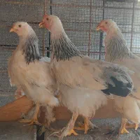 نیمچه ۴ ماهه برهما کلمبین لایت