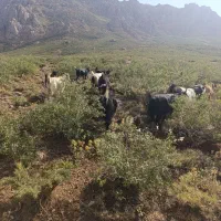 ۱۵ راس تیر بز درجه یک واسه داشت حرف ندارن