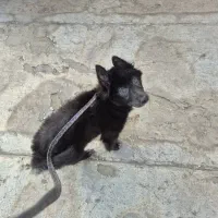 واگذاری توله ژرمن بلک