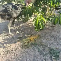 30عدد بوقلمون برنز