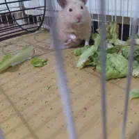 همستر بامزه همراه قفس ولوازم