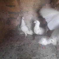 کبوتر کاغذی فری