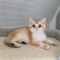 گربه بریتیش goldچشم دکمه ای