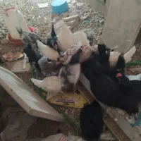 جوجه گلین اصیل