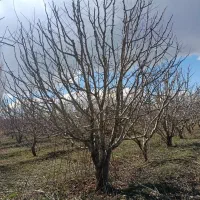 هرس در حد حرفه ای