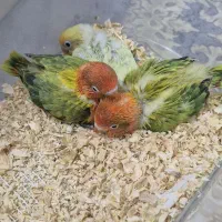 جوجه سرلاکی یووینگ گلد طوطی کوتوله برزیلی