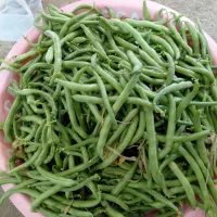 لوبیا