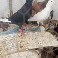 کفتر پلنگ خوشگل