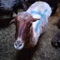 میش بره قوچانی رسید